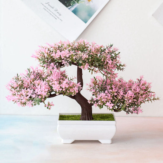 Niropi | Plant Bonsai